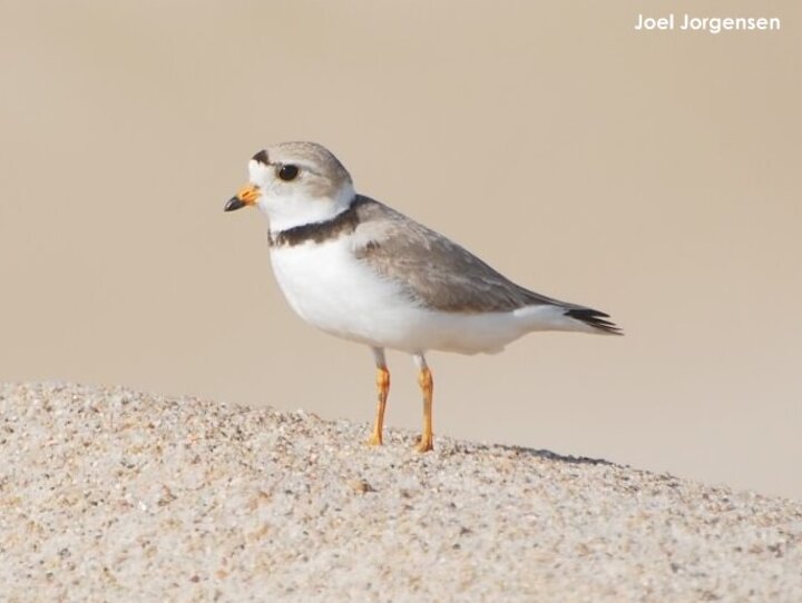 Breeding adult Piping Plover