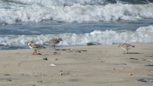 Piping Plover in Nebraska in Winter 4