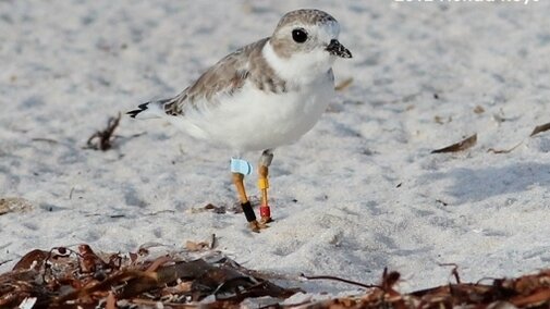 Piping Plover in Nebraska in Winter 1