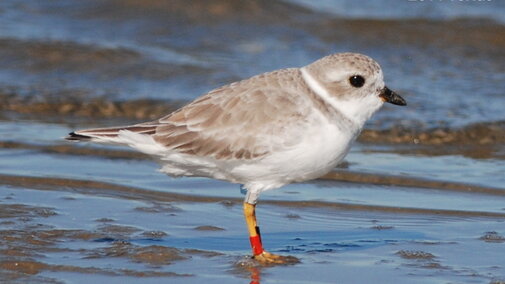 Piping Plover in Nebraska in Winter 6
