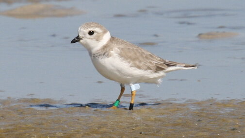 Piping Plover in Nebraska in Winter 2
