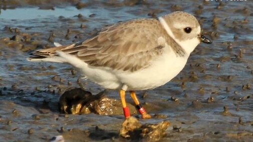 Piping Plover in Nebraska in Winter 3