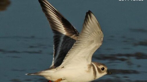 Piping Plover in Nebraska in Winter 5