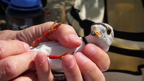 Adult Piping Plover being banded