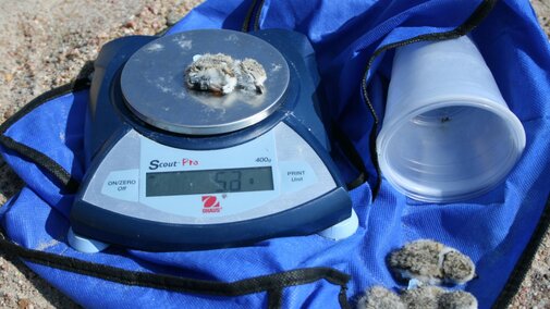 Four 1-day-old plover chicks being weighed and banded