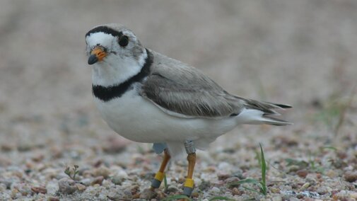 Adult plover banded along the lower Platte River study area