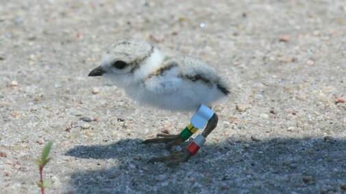 3-day-old plover chick with his new color bands