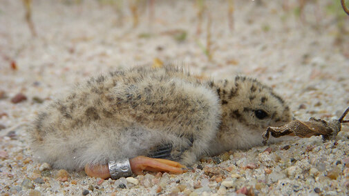 5-day-old tern chick with his metal leg band