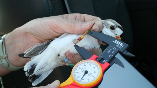 Adult plover getting his leg measured