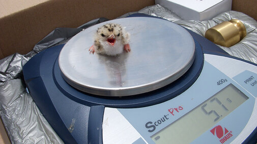 1-day-old tern chick being weighed and calling for mom