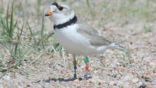 Green flagged plover banded along the Gulf Coast and nesting along the Lower Platte River