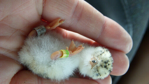 1-day-old tern chick with leg bands