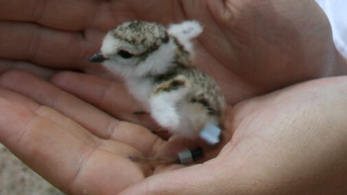 Piping Plover chick with leg bands