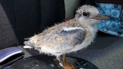 15-day-old tern chick being weighed