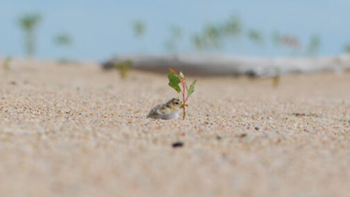 Interior Least Tern chick looking for a little shade