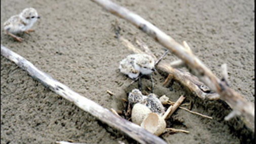 Piping Plover Chick and Eggs in a sheltered nest.