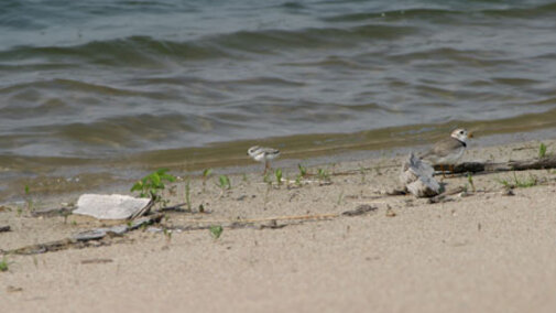 Plover adult and chick near water