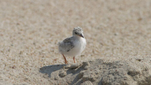 Interior Least Tern chick