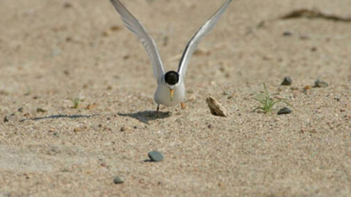 Interior Least Tern near nest