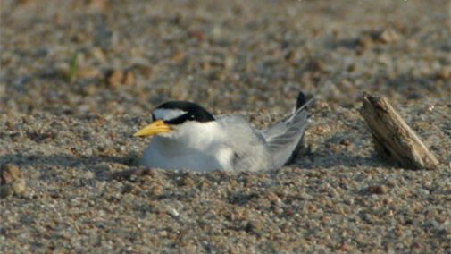 Interior Least Tern on Nest