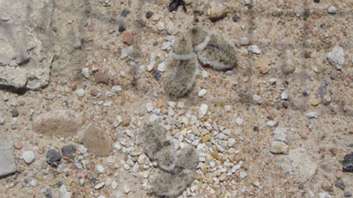 Piping Plover Chicks in an Exclosure