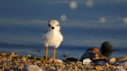 Plover chick staring full on