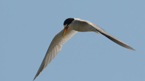 Adult Tern in Flight