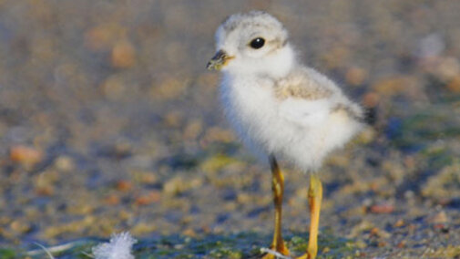 Piping Plover Chick