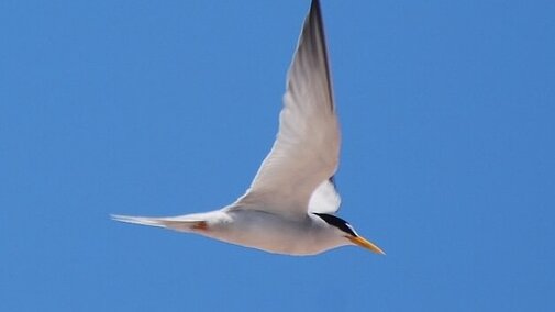 Adult tern dive bombing intruders