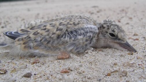 Tern Chick pretending to be a rock