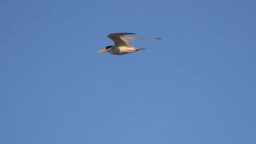Least Tern in flight to left - Pratt