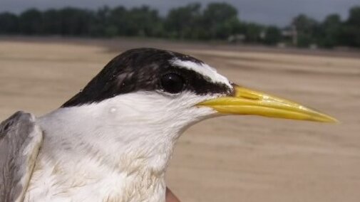 Interior Least Tern adults