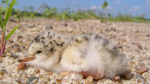 Tern chick resting on the sand