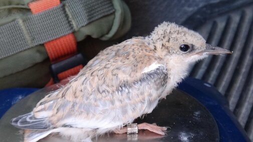 12-day-old tern chick being weighed