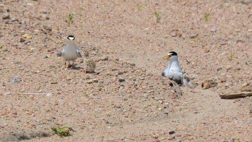 Tern Chicks being feed fish