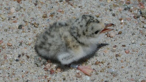 2-day-old tern chick with leg band