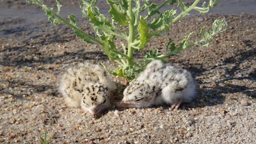 3-day-old tern chicks under a plant