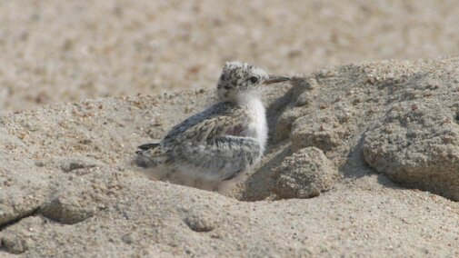 7-day-old tern chick hiding