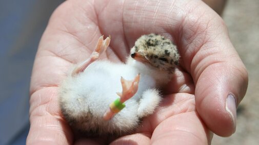 Interior Least Tern Chick with yellow-green leg band