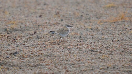 Fledgling tern