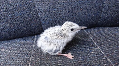Tern chick waiting to be banded