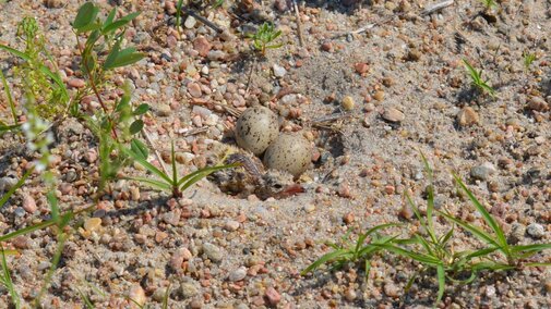 Nest with newly hatched chick