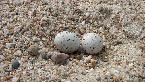 Interior Least Tern Nest with two eggs