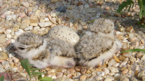 Plover Chick and Egg