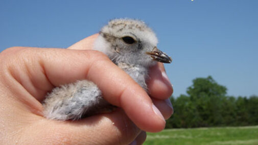 Piping Plover Chick in Hand during measuring.