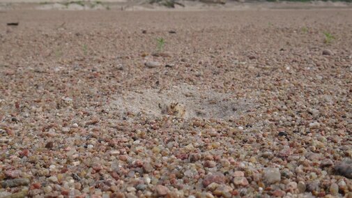 Tern nest with a 1-day-old chick at a sand and gravel mine