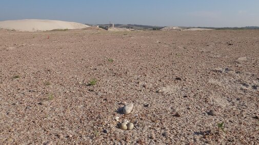 A plover nest at a sand and gravel mine