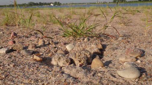 Tern chicks at a sand and gravel mine