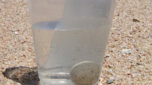 Aging an egg by floating it in water