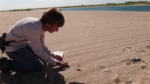 Ian Hoppe releasing to banded plover chicks